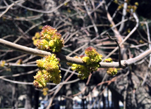 Spring in Baku. Azerbaijan, Baku, 20 apr. 2016